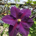 Denise Westfall-Neuschwander - @revyaya6 - Instagram