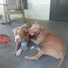 denisewestfallbla - @denisewestfallbla - TikTok