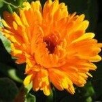 Denise Westphal Hersch - @deniseheoh - Instagram