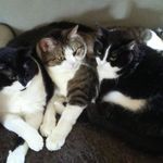Denise Whaley - @denisewhaleyandcats - Instagram