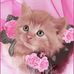 Denice Whitehead - Facebook