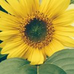 Denise Wick Camacci - Facebook