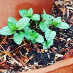Denise Wickline - @wicklinedneesi - Instagram