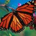 Denise Wigfall - Facebook
