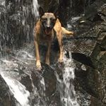 Denise Willis - @denise_willisdogtraining - Instagram