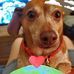 Denise Windham Howell - Facebook