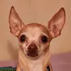 denisewindsor341 - @deniseminion5 - TikTok