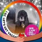 Denise Kula Wolfgram - @shadowpup00 - Instagram