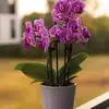 Denisse Maya - @denisse.maya36 - TikTok