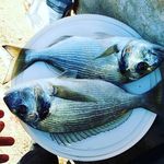 Deniz Adamı - @kiyi.balikcilari - Instagram