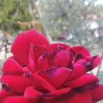 Deniz Ay - Facebook