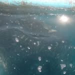Dennis Ali - @dennisalino - Instagram