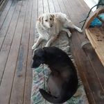 Allison Dennis - @allison.dennis.549668 - Instagram