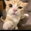 Dennis Alone - @dennis_alone - TikTok