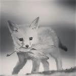 Dennis Anders - @fuchs191188 - Instagram