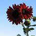 Dennis Beckmann - Facebook