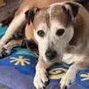 Dennis Beech - @dennis.beech - TikTok