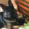 🐕 Dennis & Blade🐶 - @dennis.blade19 - TikTok
