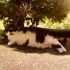 Dennis Blankshine - @dennisblankshine - TikTok
