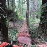 Dennis Bolt - @treemerk - Instagram