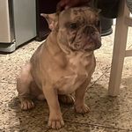 Dennis Bolton - @bigg_papi_havin - Instagram