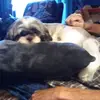 Dennis Brindle - @dennis.brindle - TikTok