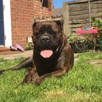 Dennis - @dennis_brindlebullmastiff - Instagram