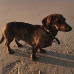 Dennis - @dennis_the_brindle_sausage - Instagram