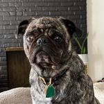 Dennis - @dennisthebrindlepug - Instagram