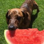 Dennis Woolf 🇬🇧 - @dennis_thebrindledachshund - Instagram