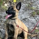Dennis Buis - @hunter_chica_politiehond - Instagram