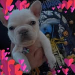 Dennis Burrell - @burrells_bulldog_kingdom - Instagram