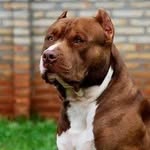Cachorro do Dennis James - @cachorro_do_dennis_james - Instagram