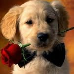 Dennis Victor Soldador - @dennis_tu_cachorrito_ - Instagram