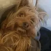 deniscarollo773 - @deniscarollo773 - TikTok