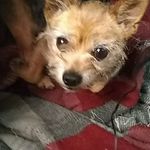 Dennis Cecil - @deedubyapee - Instagram