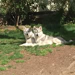 Dennis Chaffee - @dchaf29478 - Instagram