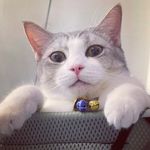Dennis Chew - @bitebiteclub - Instagram