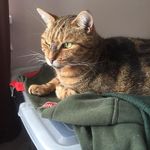 Dennis Coker - @dackiwi - Instagram