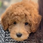 Dennis Compton - @thatshaggydogdennis - Instagram