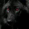 Dennis Connell - @darkwolf1947 - TikTok