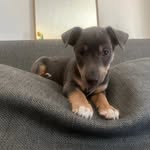 Dennis 🐶 - @dennisdadoggie - Instagram