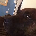 Dennis - @dennis_dadoggy - Instagram
