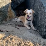 Dennis🐾 - @dennisdadog - Instagram