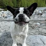 Dennis the Menace - @dennisdances - Instagram