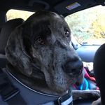 Dennis The Dane - @big_den_the_dane - Instagram