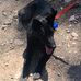 The Mt. Charleston Lodge (Dennis' Dog Deck) - Facebook