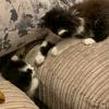 Sweet Dee and Dennis 😺 😼 - @dennisandsweetdee - TikTok