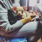dennis de stefano - @dennisde.stefano - Instagram