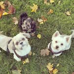 Dennis, Dole and Dexter - @a_shihtzu_yorkie_shorkie_life - Instagram